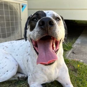 Meet your Posher, Bailey